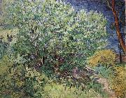 The Bush Vincent Van Gogh